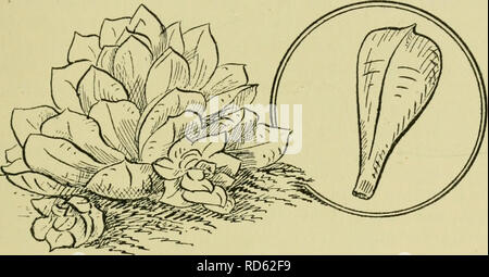 . La coltura di piante in camere, serre, &AMP; frame. Piante in vaso contenitore; GIARDINAGGIO. Cactus e altre piante succulente 109 Aloe (pronunciato al-o-e).-un genere molto simile a agave, e spesso confusa con essa. A. variegata è una pentola popolare-pianta, e può essere cresciuto con poco o nessun calore artificiale. Essa è spesso visto in cottage di windows. Le foglie sono più piccole di quelle di Agave americana e sono chiazzate di bianco e presentano un bordo bianco con piccoli denti invece di spine. Come tutti della classe, che dovrebbe essere mantenuto quasi a secco in inverno. Cereus.-un genere di cactus con woody ste Foto Stock