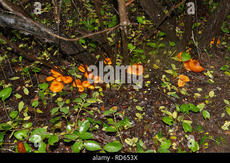 Omphalotus olearius, noto come il jack-o-lantern fungo è un velenoso fungo arancione. Il sud della Francia, Var. Foto Stock