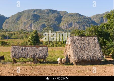 Capanna per essiccare le foglie di tabacco, mogotes, cono roccia carsica, Vinales Valley, Sito Patrimonio Mondiale dell'Unesco, Pinar del Rio Provincia Foto Stock