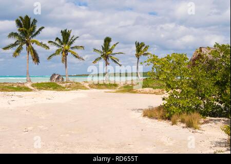 Cayo las Brujas, spiaggia, palme, Santa Clara Provincia, Cuba, America Centrale Foto Stock
