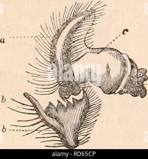 . Il encyclopaedia - Wikizionario di anatomia e fisiologia. Anatomia e fisiologia; Zoologia. Fig. 102. che potrebbe aver portato a questa parte il veggente e zione dei testicoli. Infine, e questa prova è ancora più probanti, esaminando attentamente sotto la superficie dell'addome di un maschio, ha scoperto in corrispondenza della sua base, cioè nel punto in cui esso è inserito nel torace, tra l'aper- tures della respirazione e in parte corrispondono- ing al vulvary apertura della femmina, due molto piccoli orifizi, posto in una fessura trasversale, che egli ha constatato di essere la vera uscite dell'apparecchiatura maschio, fie trovato Foto Stock
