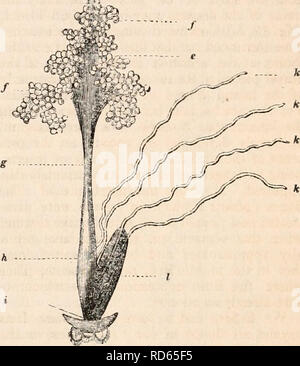 . Il encyclopaedia - Wikizionario di anatomia e fisiologia. Anatomia e fisiologia; Zoologia. Tegennria domestica. Un esempio, il canale alimentare (maschera. 82) com- municates con la bocca tra il maxillae (a) mediante un esofago, piuttosto breve e di un de- licate texture (6). Questo termina con quattro sacs (c), che M. Treviranus chiama " stomaco", ma che a nostro parere merita piuttosto il nome di ventriglio; il tubo digerente continua quindi come un dritto stretto canale (&LT;/) di lunghezza moderata, che dilata (e) e aderisce, dal suo parietes ad una sorta di epiploon rilled con adi- pongono in granuli (J&qu Foto Stock