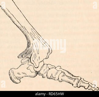 . Il encyclopaedia - Wikizionario di anatomia e fisiologia. Anatomia e fisiologia; Zoologia. Visto sul lato esterno. Fig. 60.. Visto sul lato interno. Preparazioni di scheletro di fg. 57 e 58. M. Si prega di notare che queste immagini vengono estratte dalla pagina sottoposta a scansione di immagini che possono essere state migliorate digitalmente per la leggibilità - Colorazione e aspetto di queste illustrazioni potrebbero non perfettamente assomigliano al lavoro originale. Todd, Robert Bentley, 1809-1860. Londra, Sherwood, Gilbert, e Piper Foto Stock