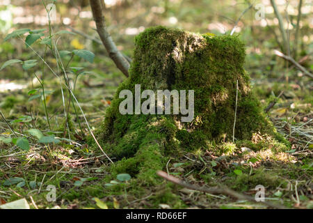Moss crescente intorno alle radici di un albero caduto Foto Stock