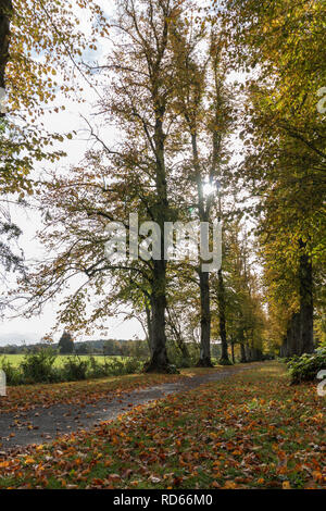 Il percorso che conduce attraverso una fila di alberi in autunno Foto Stock