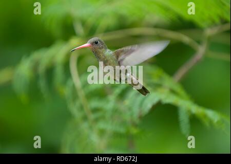 Hummingbird dorato o zaffiro dorato (Hylocharis chrysura), Parana Delta, Argentina, Sud America Foto Stock