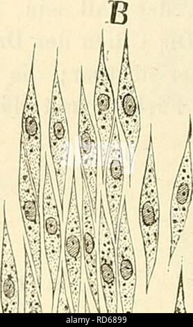 . Cursus der normalen Histologie zur Einführing in den Gebrauch des Mikroskopes, sowie in das practicche Studium der Gewebelehre. Istologia; microscopia. wm I. Si prega di notare che queste immagini vengono estratte dalla pagina sottoposta a scansione di immagini che possono essere state migliorate digitalmente per la leggibilità - Colorazione e aspetto di queste illustrazioni potrebbero non perfettamente assomigliano al lavoro originale. Orth, Johannes, 1847-1923. Berlino, A. Hirschwald Foto Stock