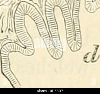 . Cursus der normalen Histologie zur EinfÃ¼hring in den Gebrauch des Mikroskopes, sowie in das practicche Studium der Gewebelehre. Istologia; microscopia. '^' â "'^'Ã Fig. S4. Prostata, Schnitt, vom eiiiom jÃ¼nge- ren M.iniie. d. DriisenrÃ¤iinie, hei d' langliehe Alveolen: b. BlutgefÃ¤sse. ''^ ,.. 18'. Si prega di notare che queste immagini vengono estratte dalla pagina sottoposta a scansione di immagini che possono essere state migliorate digitalmente per la leggibilità - Colorazione e aspetto di queste illustrazioni potrebbero non perfettamente assomigliano al lavoro originale. Orth, Johannes, 1847-1923. Berlino, A. Hirschwald Foto Stock