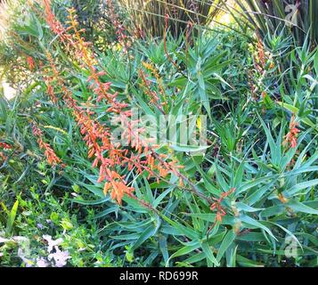 Aloe tenuior var rubriflora - Kirstenbosch 8. Foto Stock