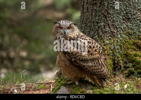 Unione il gufo reale, Bubo bubo Foto Stock