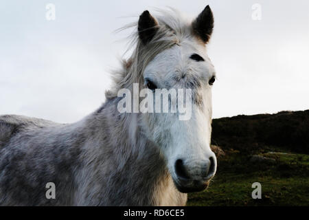 Close-up di una testa di cavallo - Giovanni Gollop Foto Stock