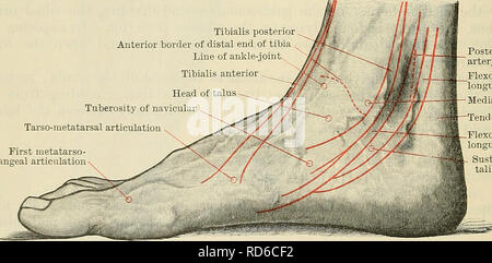 . Cunningham il libro di testo di anatomia. Anatomia. 146-1 SUKFACE E SUKGICAL anatomia della tibia. La piccola superficie posteriore della caviglia viene sentito distale e posteriore al malleolo mediale, in corrispondenza della parte anteriore della cava tra di esso e il tallone. In effusioni nella caviglia-comune di cave davanti e dietro i malleoli sono obliterati e i tendini estensori sono sollevati dalla parte anteriore del giunto. Un finder la gamma in posizione distale rispetto alla punta del malleolo mediale è il sustentaculum tali; 1. nella parte anteriore del sustentaculum, e a metà strada tra la dorsale e margini di piantare dei media Foto Stock