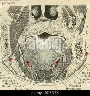 . Cunningham il libro di testo di anatomia. Anatomia. 1382 SUKFACE E SUEGICAL Anatomia delle tonsille linguale nel soggetto vivente il laryngoscopy specchio deve essere impiegato. Interno esterno pterygoid pterygoid inferiore concha ' palato molle /. Styloglossus. Meno navi alveolare e nervose del nervo linguale esterna arteria mascellare parte superficiale della ghiandola sottomascellari" condotto sottomascellari parte profonda sottomascellari ipoglosso premistoppa tendere.  arteria linguale/^S? Hyoglossus/^ Mylo-hyoi" tendine Digastric' Genio-hyoid muscolo temporale la linguetta inferiore navi alveolare e nervo mascellare esterna arte Foto Stock