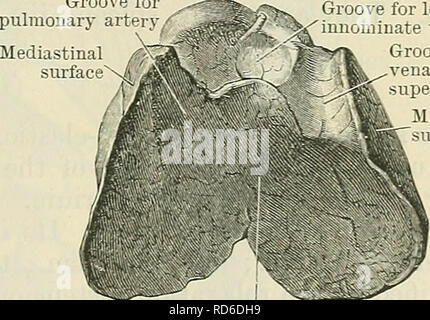 . Cunningham il libro di testo di anatomia. Anatomia. Il timo CEEVIOAL vestigia. 1351 Scanalatura per arteria polmonare per scanalatura sinistra vena innominate scanalatura per la vena cava superiore del mediastino urface è impossibile dire quali dovrebbero essere le dimensioni normali del premistoppa in varie fasce d'età. In alcuni nuovi nati babes pesa appena 2 o 3 gm., in altri per quanto 15-17 gm. Alla pubertà può essere difficile da trovare, o può pesare quanto 40 gm. Dopo l'età di cinquant'anni si può richiedere la dissezione accurata al dis- coperchio, o può essere abbastanza grande. Quando grande che riempie tutto lo spazio disponibile tra il pleu Foto Stock