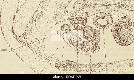 . Cunningham il libro di testo di anatomia. Anatomia. Condotto di Wolffian ^.i. .;-.'" Cavità del corpo''•^:l : j intestino Mullerian condotto genitale : "terra Mesonerjhros Fig. 10-il-sezione trasversale attraverso la parte inferiore del tronco di un embrione umano di circa 7 settimane. (Campione in possesso del prof. J. Symington.) il Pronephros. Nell uomo la pronephros sorge vicino alla estremità di testa di un embrione rispetto alla successiva mesonephros formata e la sua dentinali può solo con difficoltà essere distinto. Si prega di notare che queste immagini vengono estratte dalla pagina sottoposta a scansione di immagini che possono essere state migliorate digitalmente per reada Foto Stock