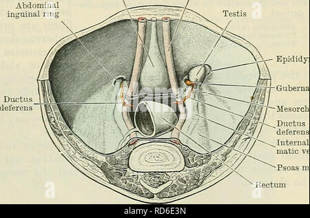 . Cunningham il libro di testo di anatomia. Anatomia. Discesa del testicolo. 1295 Le navi e i nervi del dotto Deferens e dell'Vesicula Seminalis.-Il dotto deferens riceve la sua alimentazione arterioso da parte del superiore o inferiore arteria vescicale. L'arteria al condotto che accompagna la struttura, fornendo per quanto riguarda il testicolo, in cui esso termina da anastomosing con rami dell'interno dell'arteria spermatica. Il vesicida seminalis è fornito dalla inferiore arteria vescicale. I nervi del dotto deferens e vesicula seminalis sono derivati dal plesso hypogastric. In animali inferiori i nervi f Foto Stock