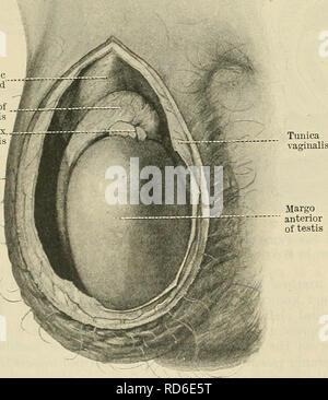 . Cunningham il libro di testo di anatomia. Anatomia. 1286 La UKINO-genitale. Gli organi riproduttivi maschili. Siamo qui per descrivere (1) testicoli o essenziali ghiandole riproduttiva del maschio, insieme con loro (2) coperture e (3) condotti, (4) la prostata, (5) il bulbo- urethraf ghiandole, (6) sugli organi genitali esterni, e (7) l'uretra maschile. La capacità riproduttiva delle ghiandole del maschio o i testicoli, sono una coppia di quasi simmetrica di forma ovale corpi situati nello scroto. Il condotto di ciascuna ghiandola, in un primo momento molto .ritorto e intrecciate, forma una struttura nota come epididimo, il quale è applicato Foto Stock