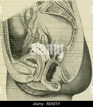 . Cunningham il libro di testo di anatomia. Anatomia. La femmina UBETHEA. Struttura 1285.-La parete dell'uretra femminile è spessa e contiene molto di tessuto fibroso, che passa senza alcuna precisa linea di demarkation nella zona circostante la massa di tessuto connettivo. Le tonache muscolari o rivestimento muscolare dell'uretra è continuo sopra con quella della vescica ed è composto da strati di circolarmente e longitudi- nally disposto fibre muscolari lisce disposte a formare esterno ed interno di strati. Entro il muscolare di rivestire la parete dell'uretra è molto vascolare e il canale stesso è rivestita da una mucosa pallido Foto Stock