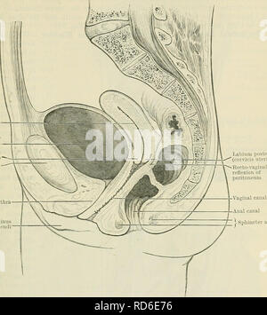 . Cunningham il libro di testo di anatomia. Anatomia. La vescica UEIXAKY 1279 vescica nella neonata neonato e nel bambino.-Alla nascita il vuoto / cavità della cavità uterina della vescica urinaria Labium anterius (uteri cervicis) sinfisi pubica uretra Labium meno pudendi. Labium posterius (uteri cervicis)   Io sfintere uretere ani parete muscolare della vescica Fig. 996.-sezione mediana del bacino in una femmina adulta. La cavità dell'utero è indicato diagraniniatically. vescica è fuso o a forma di torpedine, ed il suo asse lungo, che si estende dal punto di attacco del urachus all'interno di ur Foto Stock