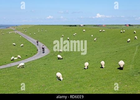 Pecora su dike, Pellworm, Nord Friesland, Schleswig-Holstein, PublicGround Foto Stock