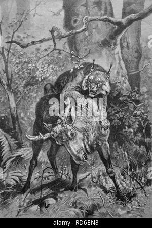 Lynx attaccando un giovane alci, illustrazione storico circa 1893 Foto Stock