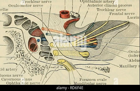 . Cunningham il libro di testo di anatomia. Anatomia. 770 il sistema nervoso. cerebellare superiore arterie, il nervo perfora la dura madre accanto alla sezione posteriore clinoid processo, in un piccolo spazio triangolare tra il libero e fissato i confini della tentorium cerebelli. Sotto la dura madre il nervo corsi tramite il Diaphragma sellse Fossa hypophyseos Sphenoidal sinus sfenoide carotide interna carotide interna del nervo trocleare oculo-del nervo motore del nervo ottico arteria oftalmica anteriore processo clinoid nervo trocleare / nervo frontale / nervo lacrimale. Oculo-del nervo motore (superior Foto Stock