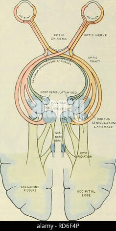 . Cunningham il libro di testo di anatomia. Anatomia. OCULO-MOTOE XEEVE. 769 circondato dalla muscolatura oculare. Esso è collegato con il globo dell'occhio in un punto di un ottavo di un pollice sul lato mediale dell'asse del bulbo oculare. Dopo la perforazione del materiale fibroso e camici vascolare, il nervo si diffonde a livello della papilla ottica per formare lo strato il più interno della retina. In orbita il nervo è attraversata dalla arteria oftalmica e il naso-nervo ciliare e più vicino alla sua terminazione è circondato dalle navi ciliare e i nervi e dal frontalino bulbi. È trafitto obliquamente sulla sua superficie inferiore Foto Stock