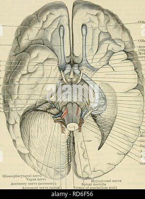 . Cunningham il libro di testo di anatomia. Anatomia. 768 IL SISTEMA NEKVOUS. I nervi olfattivi, circa in numero di venti, derivano da sotto la superficie del bulbo olfattivo. Le fibre sono non-medullated. La foratura della piastra cribriform della sinusite etmoide osso, avvolti in guaine di dura madre, essi sono distribuiti nella cavità nasale come i nervi di odore. Le fibre formano belle plessi su una zona limitata sulla porzione superiore del setto nasale, e in misura minore al di sopra della parete laterale del naso. Bulbo olfattivo.â tratto olfattivo tubercolo olfattivo- nerveâj ottica chiasma ottico oculo-motor nerv Foto Stock