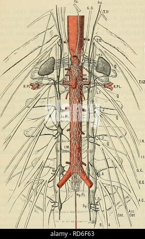 . Cunningham il libro di testo di anatomia. Anatomia. 762 IL SISTEMA NEKVOUS. lunibar nervi spinali e contiene anche fibre medullated continuato verso il basso dalla parte inferiore della cassa toracica trunk simpatico, e derivato dai rami viscerale (Bianco Matteo communicantes) della parte inferiore della cassa toracica nervi. Questa parte del tronco è caratterizzato da grande irregolarità nel numero di gangli. Essi sono di solito in numero di quattro, ma ci sono più di frequente (fino a otto); e in casi estremi la fusione può avvenire in una misura tale per cui la separazione dei singoli nei gangli diventa impossibile. 1. Central Foto Stock