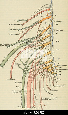 . Cunningham il libro di testo di anatomia. Anatomia. 18 IL SISTEMA NEEVOUS. nervo lombare nel muscolo psoas. Si può comunicare anche con l'ilio-hypogastric nerve, COME' giacciono insieme nella parete addominale. Inter-comunicazioni dei nervi toracica.-è stato già notato che le cinghie o le aree di pelle forniti dai rami dei nervi toracica sono anche innervate da nervi adiacenti su un lato che invadono la zona fornita da un dato del nervo. Le comunicazioni avvengono anche tra i rami dei nervi alimentando i muscoli intercostali, per cui i muscoli di un dato spazio der Foto Stock