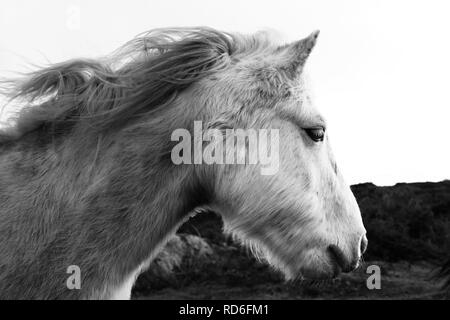 Immagine in bianco e nero di una testa di cavallo - Giovanni Gollop Foto Stock