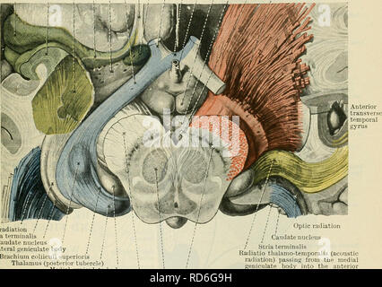 . Cunningham il libro di testo di anatomia. Anatomia. Il segnalatore acustico di AEEA E FIBBE-TBACTS. 657 che sono interessati anche con funzioni acustiche, ma sono correlati alla radiazione acustica solo attraverso la mediazione della zona acustica del gyrus trasversale (figg. 581 e 582). Queste aree possono essere distinti come la pars intermedia e pars circumambiens, rispettivamente del gyrus temporalis superior. Durante il sesto mese di vita fetale un solco fa la sua comparsa lungo la linea di confine inferiore del superior area temporale (GIE. 590). Esso è chiamato il solco temporalis superior. Un Foto Stock