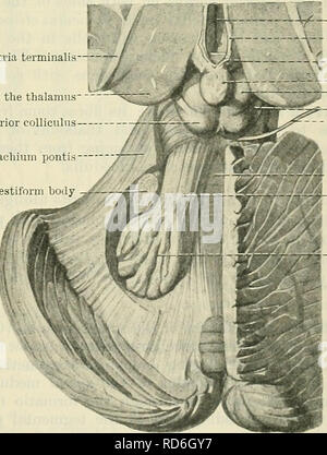 . Cunningham il libro di testo di anatomia. Anatomia. Tre piccoli ad- ditional masse di materia grigia sono anche presenti su ciascun lato del piano mediano nella centrale di materia bianca delle cere- bellum. Questi sono denominati il nucleo emboliformis, il nucleo globosus, e il nucleo fastigii. Il nu- cleus emboliformis o embolo è una piccola lamina di materia grigia che si trova a soli mediale a la hilus del nucleo dentatus, essendo così ad esso correlati alcuni- cosa nello stesso modo in cui l'accessorio mediale olivary nucleus è correlata alla principale inferiore nucleo olivary. Il nucleo globosus giace mediale a L Foto Stock