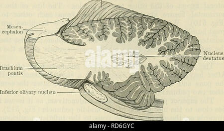 . Cunningham il libro di testo di anatomia. Anatomia. Il STEUCTUEE E COLLEGAMENTI DEL CEEEBELLUM. 577 di materia grigia, che è ripiegata su se stessa in modo da racchiudere in un pallone in modo simile, una porzione della centrale di materia bianca (Figg. 511 e 512). Questa capsula di grigio non è completamente chiuso. Esso presenta una bocca aperta, denominata hilus, la quale è diretta medialmente e verso l'alto e fuori di questo flusso delle fibre del brachium costitui- Cnlmen junctivum.. Tre piccoli ad- ditional masse di materia grigia sono anche presenti su ciascun lato del piano mediano nella centrale di materia bianca delle cere- bellum. Questi sono Foto Stock