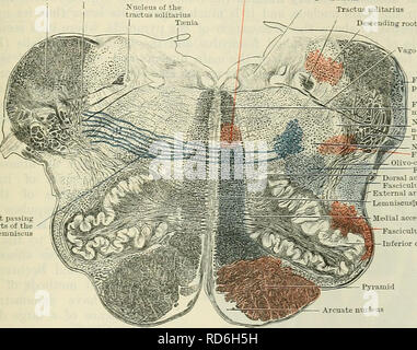 . Cunningham il libro di testo di anatomia. Anatomia. INTEENAL STEUCTUEE del midollo allungato e Pons. 555 Nel caso specifico che stiamo considerando il nucleo vestibolare e il cervelletto riceve il loro capo la fornitura di fibre afferenti in entrata da nervo vestibolare: quindi non vi è alcun motivo per la migrazione. Analogamente il nucleo gracilis e nucleo cuneatus riceve le fibre che entrano attraverso il funiculus posteriore e restare dove sono. Ma i nuclei pontis, olivary il nucleo e i nuclei arcuato sono " " alimentato con impulsi di passare verso il basso (e alcuni forse verso l'alto) in t Foto Stock