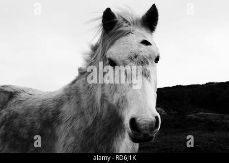 Immagine in bianco e nero di una testa di cavallo - Giovanni Gollop Foto Stock