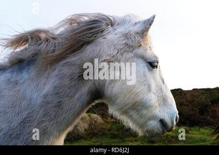 Close-up di una testa di cavallo - Giovanni Gollop Foto Stock