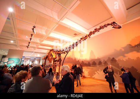 Lo scheletro di Diplodocus cast, affettuosamente noto come Dippy, è stato per molti anni la prima vista di salutare i visitatori del museo. Quando fu svelata al pubblico nel 1905, Dippy divenne una stella e da allora ha presentato nel giornale cartoni animati, notizie e perfino giocato da protagonista di ruoli in film e televisione. Cast di tipo modello trovato in America. Foto Stock