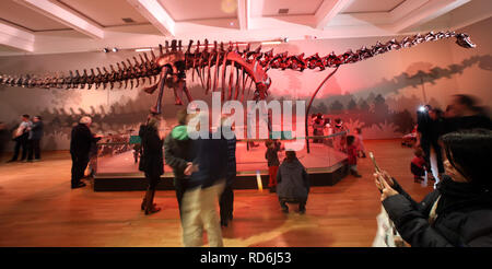 Lo scheletro di Diplodocus cast, affettuosamente noto come Dippy, è stato per molti anni la prima vista di salutare i visitatori del museo. Quando fu svelata al pubblico nel 1905, Dippy divenne una stella e da allora ha presentato nel giornale cartoni animati, notizie e perfino giocato da protagonista di ruoli in film e televisione. Cast di tipo modello trovato in America. Foto Stock