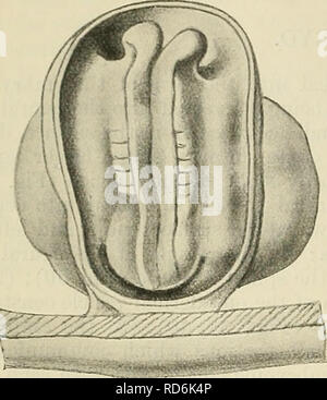 . Cunningham il libro di testo di anatomia. Anatomia. 40 EMBEYOLOGY umana. Poco dopo che è apparso, ciascun arto hud assume un contorno semilunar; esso sporge perpendicolarmente dalla superficie del corpo e possiede una pinna dorsale e ventrale di superfici e o cefalica preaxial e caudale o postaxial confini. L. Si prega di notare che queste immagini vengono estratte dalla pagina sottoposta a scansione di immagini che possono essere state migliorate digitalmente per la leggibilità - Colorazione e aspetto di queste illustrazioni potrebbero non perfettamente assomigliano al lavoro originale. Cunningham, D. J. (Daniel John), 1850-1909; Robinson, Arthur, b. 1862, Foto Stock