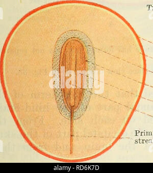 . Cunningham il libro di testo di anatomia. Anatomia. Notochord mesoderma del corion trofoblasto del corion maiale. 41. A. La sezione trasversale di uno zigote, che mostra le parti costitutive. B. Schema della zona embrionale che mostra parti di piastra neurale e primitivo streak. La porzione apicale della cava mesodermica somite è il suo segmento scleratogenous. Le celle della sezione scleratogenous del somite subiscono una rapida proliferazione. Alcuni dei nuovi formati celle scleratogenous invadere il myoccele ; altri migrano verso la notochord ; infine le cellule scleratogenous separato dalla parte restante della somi Foto Stock