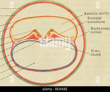 . Cunningham il libro di testo di anatomia. Anatomia. Notochord mesoderma del corion trofoblasto del corion Fig. 35.-Sectiox trasversale di uno zigote, mostra fase precoce di cellule embrionali mesoderma secondario prima della comparsa delle parti embrionali di coelom. Cavità Amnion mesoderma parassiale. Trofoblasto di   corion mesoderma della... corion mesoderma della - amnion Ectoderm di- amnion neural crest sul tetto" piastra parete laterale della scanalatura neurale piastra a pavimento'' Entoderm^' mesoderma di.. vescicola entoderm'" cavità di.. vescicola entoderm Fig. 36.-La sezione trasversale di uno zigote, mostra fase precoce- di sviluppo Foto Stock