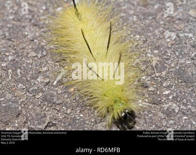 American pugnale Moth larva (Noctuidae, Acronicta americana) (26457176623). Foto Stock