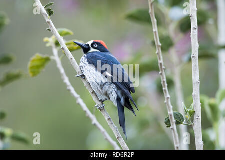 Acorn Woodpecker (Melanerpes formicivorus) Foto Stock