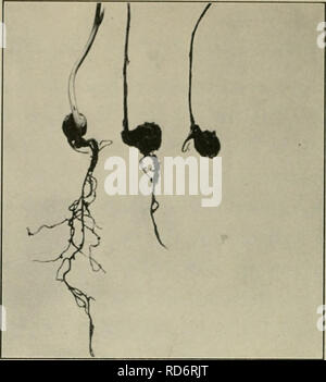 . La cultura e le malattie del pisello dolce. . Fig. 5.-root rot causato da Rhizoctonia. Sana e piante malate.. Si prega di notare che queste immagini vengono estratte dalla pagina sottoposta a scansione di immagini che possono essere state migliorate digitalmente per la leggibilità - Colorazione e aspetto di queste illustrazioni potrebbero non perfettamente assomigliano al lavoro originale. Taubenhaus, J. J. (Giacobbe Giuseppe), 1885-. New York : E. P. Dutton &AMP; l'azienda Foto Stock