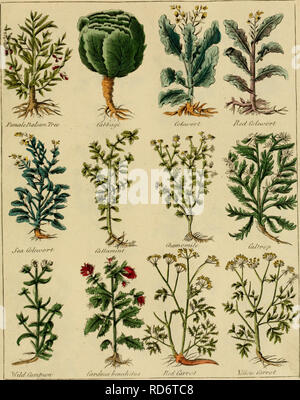 . Culpepper il medico inglese ; e a base di erbe completa. La botanica, Medico; Materia medica, vegetali; Materia Medica; botanica; le piante medicinali. .R.?/j. Si prega di notare che queste immagini vengono estratte dalla pagina sottoposta a scansione di immagini che possono essere state migliorate digitalmente per la leggibilità - Colorazione e aspetto di queste illustrazioni potrebbero non perfettamente assomigliano al lavoro originale. Culpeper, Nicholas, 1616-1654; Sibley, Ebenezer, 1751-1800. Londra : stampato per l'autore, e venduto presso il British Directory Office Foto Stock