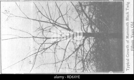 . Orcharding pratici su terreni accidentati terreni. Frutti-coltura. . Si prega di notare che queste immagini vengono estratte dalla pagina sottoposta a scansione di immagini che possono essere state migliorate digitalmente per la leggibilità - Colorazione e aspetto di queste illustrazioni potrebbero non perfettamente assomigliano al lavoro originale. Moore, Shepard pozzetti. Akron, O. , la nuova società Werner Foto Stock