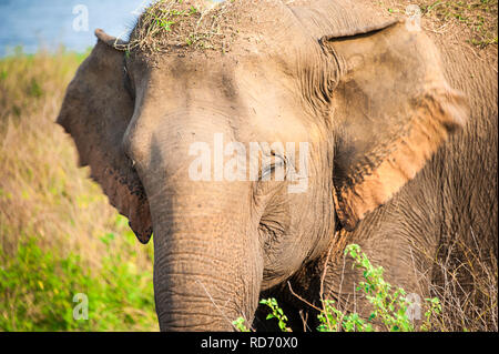 Giovani femmine elefante indiano (Elephas maximus indicus) in habitat naturali. Closeup ritratto in area di zone umide, Mineriya Parco Nazionale dello Sri Lanka Foto Stock