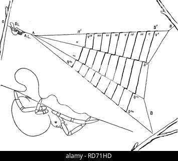 . Un manuale per lo studio degli insetti. Gli insetti. Insetti e loro vicino a parenti, 39 le abitudini di questo ragno (vedere Popular Science Monthly^ 1875), illustra la forma del web. Esso è costituito da quattro linee semplici corrispondenti al Hnes radiante di un orb web e una serie di doppie linee trasversali, che vengono filate dalla cribel- lum e calamistrum. Dal punto dove le linee radianti soddisfare una forte linea si estende a uno dei ramoscelli di supporto. Nelle vicinanze di questo ramoscello il ragno poggia, tirando il nastro stretto. Fig. 45.-Web di Hyptiotes cavaius. (Da Wilder.) in modo che vi sia una certa linea allentati tra il suo Foto Stock