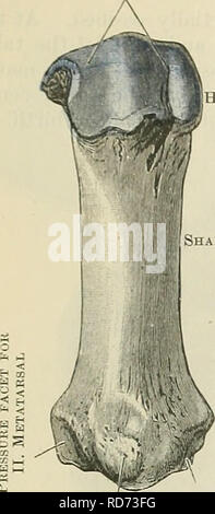 . Cunningham il libro di testo di anatomia. Anatomia. 266 OSTEOLOGIA. Scanalature per ossa sesamoidi del primo metatarso o osso metatarsiale dell'alluce, la più corta della serie, è notevole per la sua robustezza. La sua estremità prossimale o di base, in cui l'osso è fornito con una sfaccettatura reniform per articula- zione con il primo cuneiforme, è più ampia da la dorsale per l'aspetto plantare che da lato a lato. La concavità della parte a forma di rene arti- cular area è diretto verso il lato fibular. Come una regola di aspetti laterali della base sono non-arti- cular, anche se di tanto in tanto sul suo fianco laterale vi è un &qu Foto Stock